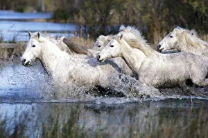 Europe, France, Ile del la Camargue. Camargue Horses (Eguus caballus)