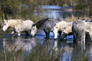 Europe, France, Ile del la Camargue. Camargue Horses (Eguus caballus)