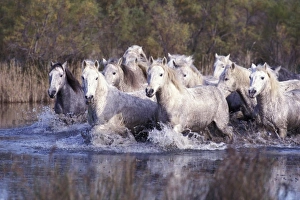 Europe, France, Ile del la Camargue. Camargue Horses (Eguus caballus)