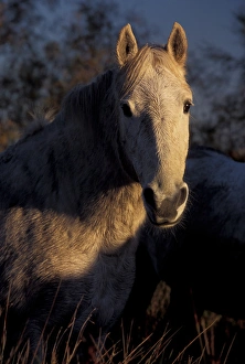 Images Dated 27th January 2005: Europe, France, Ile de la Camargue, Camargue horse (Equus caballus)