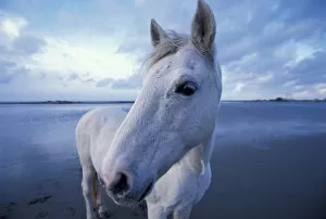 Images Dated 27th January 2005: Europe, France, Ile de la Camargue, Camargue horse (Equus caballus)