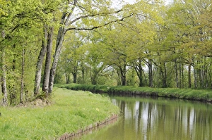 Burgundy Prints: Europe, France, Loire. Spring trees and grasses, Canal lateral a la Loire