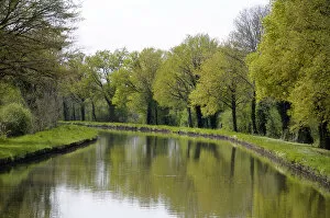 Images Dated 26th April 2008: Europe, France, Loire. Trees lining the Canal lateral a la Loire