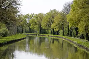 Burgundy Prints: Europe, France, Loire. Trees lining the Canal lateral a la Loire