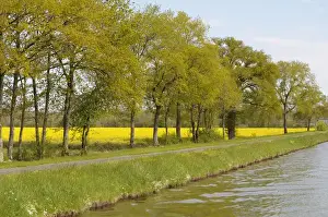 Burgundy Prints: Europe, France, Loire. Trees and mustard fields along the banks of Canal lateral