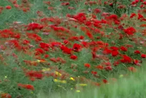Blowing Prints: Europe, France, Loire Valley. Red poppies bloom in a green field in the Loire Valley