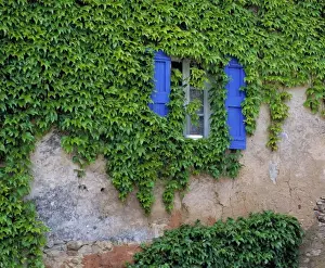 Southern France Prints: Europe, France, Lourmarin. Cascading ivy envelopes a window with bright blue shutters in Lourmarin