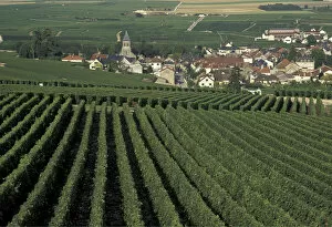 Europe, France, Marne, Oger Champagne vineyards