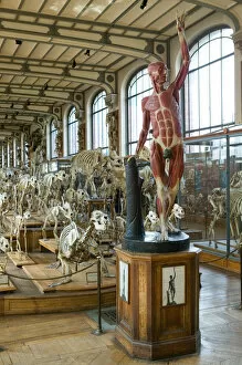Images Dated 13th March 2005: Europe, France, Paris, Austerlitz: Museum of Comparative Anatomy / Interior