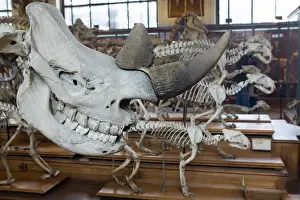 Europe, France, Paris, Austerlitz: Museum of Comparative Anatomy / Interior