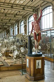 Images Dated 13th March 2005: Europe, France, Paris, Austerlitz: Museum of Comparative Anatomy / Interior