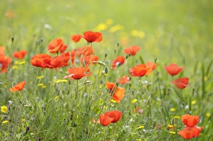 Images Dated 14th May 2008: Europe, France, Provence-Alpes-Cote d Azur, Vaucluse, Lourmarin. Wild poppies