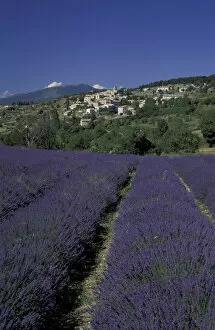 EUROPE, France, Provence, Aurel Lavender fields, hilltop village
