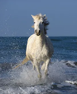 Prints of Europe, France, Provence, Camargue. Horse running through shore surf Images Dated 2021 February: Europe, France, Provence, Camargue. Horse running through shore surf