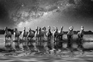 Images Dated 15th September 2020: Europe, France, Provence, Camargue. Composite of Milky Way