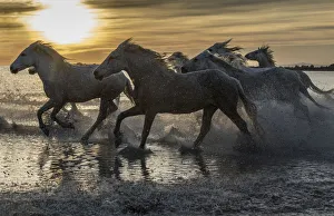 Images Dated 4th June 2020: Europe, France, Provence, Camargue. Horses running through water at sunrise