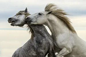Images Dated 11th February 2021: Europe, France, Provence, Camargue. Two stallions fighting