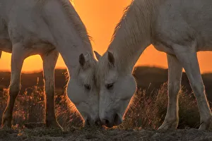 Images Dated 4th June 2020: Europe, France, Provence, Camargue. Two Camargue horses grazing at sunrise