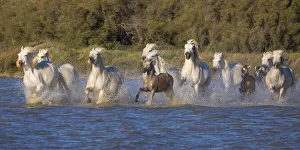 Images Dated 27th April 2021: Europe, France, Provence. Camargue horses running in water