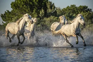 Images Dated 29th April 2021: Europe, France, Provence. Camargue horses running in water
