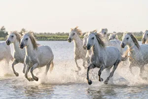 Images Dated 27th April 2021: Europe, France, Provence. Camargue horses running in water
