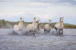 Images Dated 26th May 2021: Europe, France, Provence. Camargue horses running in water