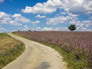 Oak Tree Prints: Europe; France; Provence; Back Country Road Running Through Lavender Field