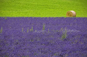 Bale Prints: Europe, France, Provence. Farm field with lavender and hay bale
