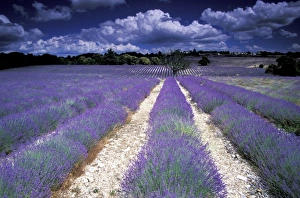 Provencal Prints: Europe, France, Provence. Lavander fields