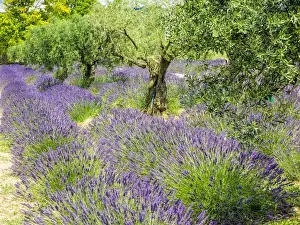 Olive Grove Prints: Europe; France; Provence; Lavender Field and Olive Grove on the Valensole plateau