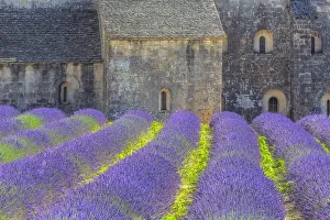 Romanesque Prints: Europe, France, Provence. Lavender field and Senanque Abbey