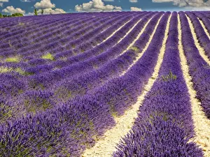 Images Dated 15th July 2014: Europe; France; Provence; Lavender Field on the Valensole plateau