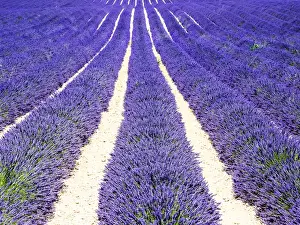 Images Dated 15th July 2014: Europe; France; Provence; Lavender Field on the Valensole plateau