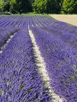 Images Dated 15th July 2014: Europe; France; Provence; Lavender Field on the Valensole plateau