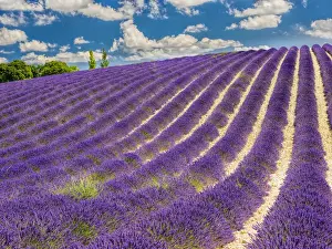 Images Dated 15th July 2014: Europe; France; Provence; Lavender Field on the Valensole plateau