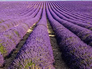 Europe; France; Provence; Lavender Field on the Valensole plateau