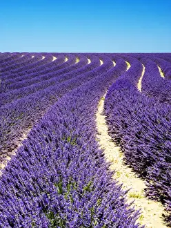 Images Dated 16th July 2014: Europe; France; Provence; Lavender Field on the Valensole plateau