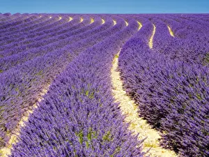 Images Dated 16th July 2014: Europe; France; Provence; Lavender Field on the Valensole plateau