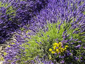 Images Dated 15th July 2014: Europe; France; Provence; Lavender Field on the Valensole plateau