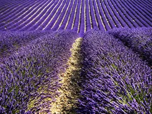 Images Dated 16th July 2014: Europe; France; Provence; Lavender Field on the Valensole plateau