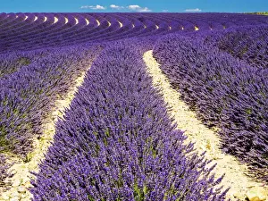 Images Dated 16th July 2014: Europe; France; Provence; Lavender Field on the Valensole plateau