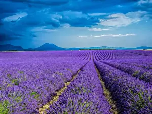 Images Dated 16th July 2014: Europe; France; Provence; Lavender Field on the Valensole plateau