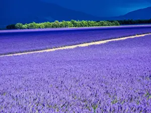 Images Dated 16th July 2014: Europe; France; Provence; Lavender Field on the Valensole plateau