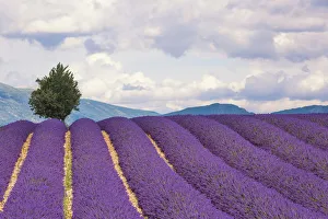 Valensole Plateau Prints: Europe, France, Provence. Lavender field in the Valensole Plateau