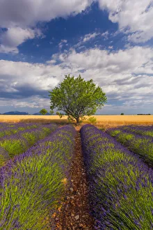 Images Dated 5th July 2013: Europe, France, Provence. Lavender field in the Valensole Plateau