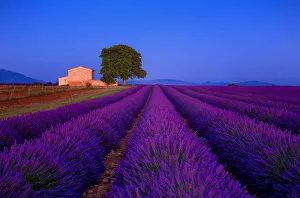 Images Dated 14th July 2014: Europe, France, Provence. Lavender field in the Valensole Plateau