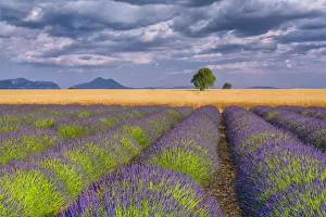 Images Dated 5th July 2013: Europe, France, Provence. Lavender field in the Valensole Plateau