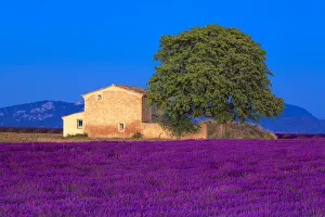Images Dated 14th July 2014: Europe, France, Provence. Lavender field in the Valensole Plateau