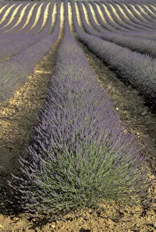 Images Dated 16th June 2004: Europe, France, Provence. Lavender fields