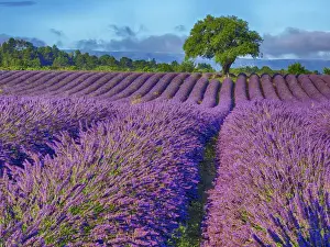 Images Dated 14th July 2014: Europe; France; Provence; Lone Tree in Lavender Field
